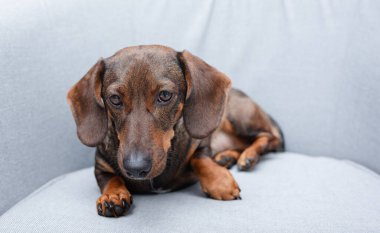 Şirin bir dachshund köpeği gri bir koltukta yatıyor..