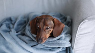 Şirin dachshund gri bir battaniyenin içinde uyuyakalır..