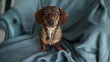Gri arka planda sevimli kahverengi bir dachshund kameraya bakar..
