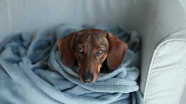 Gri battaniyeli şirin bir dachshund uyumak istiyor..