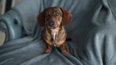 Gri arka planda sevimli kahverengi bir dachshund..