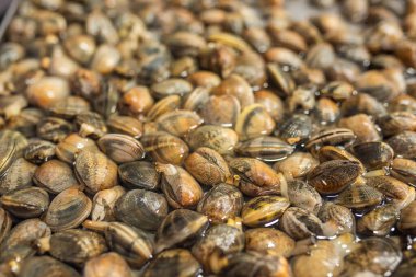 Pişmemiş vongole midyeleri. İtalyan pazarında satılık deniz ürünleri spagettisi..