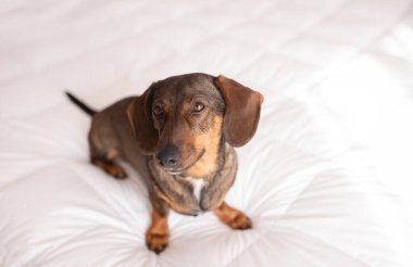 Kahverengi bir dachshund hafif bir yatakta oturur..