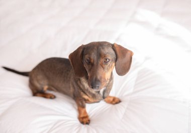 Kahverengi bir dachshund hafif bir yatakta oturur ve kameraya bakar..