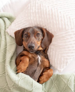 Kahverengi, uzun saçlı bir dachshund ya da insan gibi yastığın üzerinde ve battaniyenin altında uyuyan sosisli bir köpek. Hayvan dostu otel kavramı..