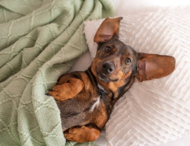 Uzun kulaklı, kahverengi bir daksund. Yastığın üstünde ve bir insan gibi battaniyenin altında uyuyor..