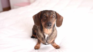Kahverengi bir dachshund hafif bir yatakta oturur..