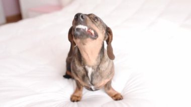 Kahverengi bir dachshund 'un yatakta oturup sosis yediği bir video.