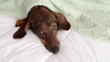 Dachshund yatakta yatıyor, kafası yorganın altından sarkıyor, yukarı bakıyor.
