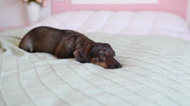 Kahverengi bir dachshund açık yeşil bir battaniyenin üzerinde dinleniyor..