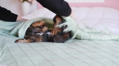 Kahverengi bir dachshund 'un metresi tarafından yatağa yatırıldığı video..