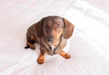 Kahverengi bir dachshund hafif bir yatakta oturur..