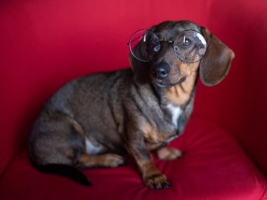 Kırmızı arka planda gözlüklü şirin bir köpek..