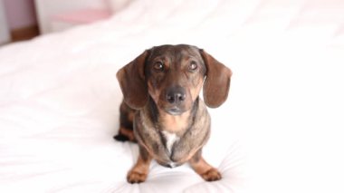 Kahverengi bir dachshund beyaz bir yatakta sessizce oturur.
