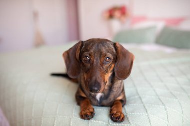 Tatlı bir dachshund köpeği yatakta uzanıyor ve kameraya bakıyor..