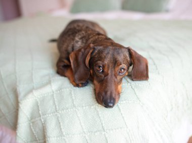 Hafif gri bir ağızlık takmış bir daksund yatağında yatıyor ve suçlu görünüyor..