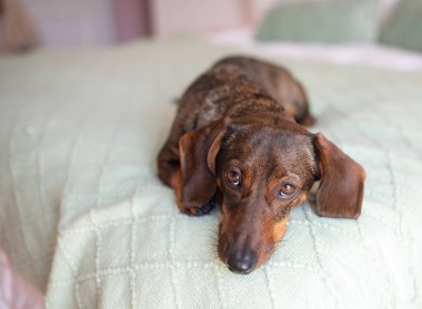 Şirin kahverengi köpek dachshund yatakta dinleniyor..