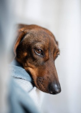 Üzgün kahverengi bir dachshund 'un yakın çekimi..