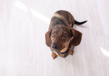 komik daksund köpek ayakta odasında yerde. Üstten Görünüm. portre yakın çekim.