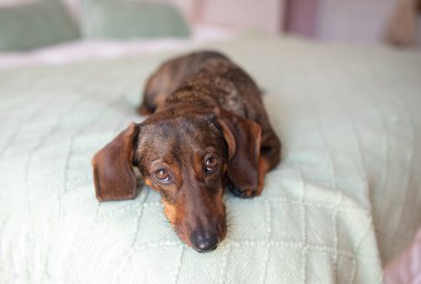 Şirin kahverengi köpek dachshund yatakta dinleniyor..