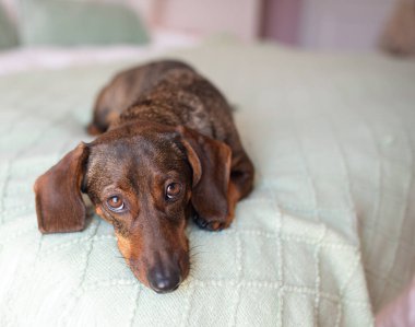 Hafif gri bir ağızlık takmış bir daksund yatağında yatıyor ve suçlu görünüyor..