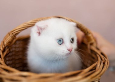 İngiliz Shorthair Colourpoint Kediciği Sepette