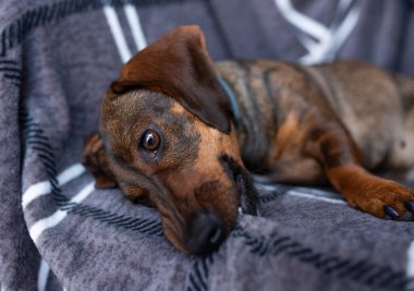 Dachshund yatakta yatıyor. beyaz pamuk battaniye, metin için boşluk.
