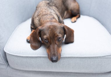 Şirin bir dachshund köpeği gri bir koltukta yatıyor..