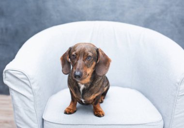 Bir daksund burnu yakın, şirin bir köpek fotoğrafı.