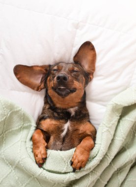 Şirin bir dachshund köpeği yeşil bir battaniyeyle kaplı beyaz bir yatakta uyur..
