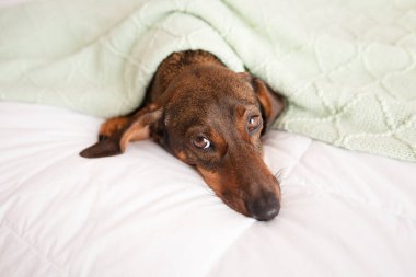 Döşeme ve yumuşak bir yatakta uyumak uzun saçlı alaca dachshund. Köpek kahverengi, benekli kürk vardır