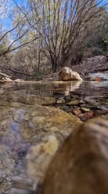Temiz, şeffaf bir nehir ormanın içinden yavaşça akar..