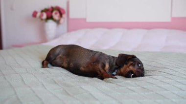 Dachshund köpeği beyaz bir yatakta oynuyor..