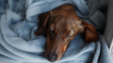 Kahverengi dachshund uykuya dalar..