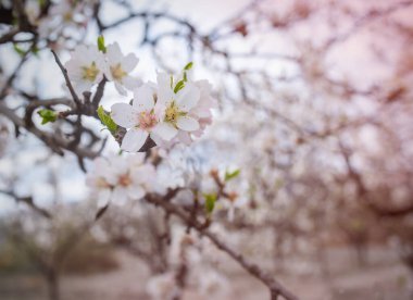 almond tree tender pink bloom, blue spring of almond tree twigs on blue sky background. clipart