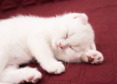 Beyaz bir kedi kırmızı bir battaniyenin üzerinde uyur..