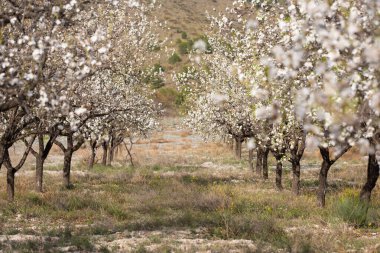 Dağlarda güzel bir badem çiçeği bahçesi.