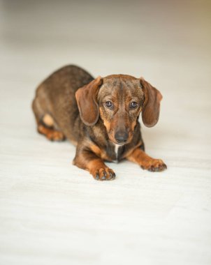 Şirin bir kahverengi dachshund evdeki raflarda yatıyor..