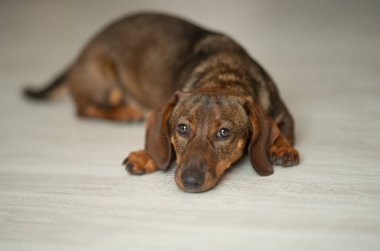 Yerde tatlı bir kahverengi dachshund yatıyor..