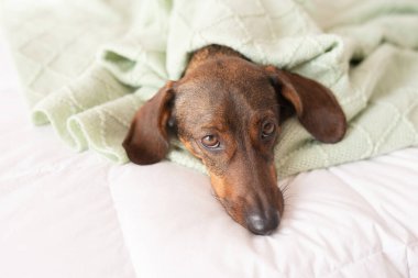 Dachshund köpeği yatakta yatıyor.