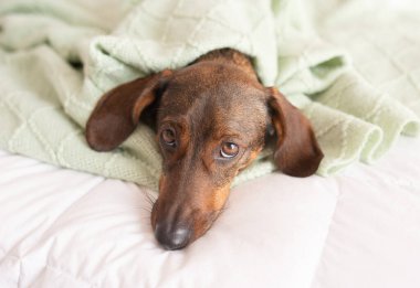 Yatağın üzerinde sevimli köpek kahverengi dachshund..