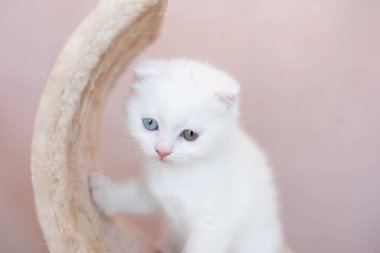 Beyaz İngiliz Shorthair kedisi sandalyede oturuyor