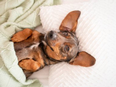Şirin köpek dachshund yatakta battaniyenin altında uyur.
