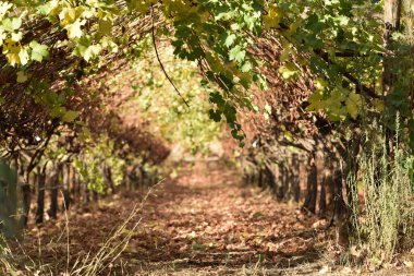 Sonbahar yapraklı güzel bir tünel, şarap kemeri.