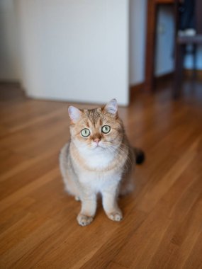 Komik kırmızı çizgili İskoç kedisi kanepede oturuyor.