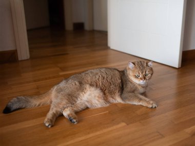 İskoç kökenli kızıl saçlı yakışıklı bir iş kedisi ahşap bir zeminde yatar ve çerçevenin içine bakar.