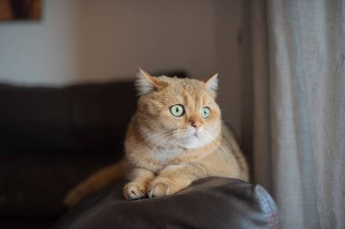 Kızıl saçlı bir İskoç kedisi pencereden dışarı bakar..