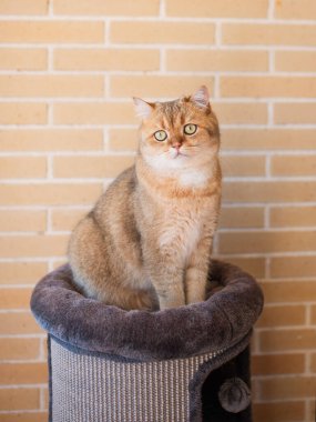 Kırmızı İskoç kedisi tuğla duvarın yanında oturuyor ve dikkatlice bakıyor.