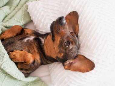 Kahverengi bir dachshund ya da insan gibi yastığın üzerinde ve battaniyenin altında uyuyan sosisli bir köpek.