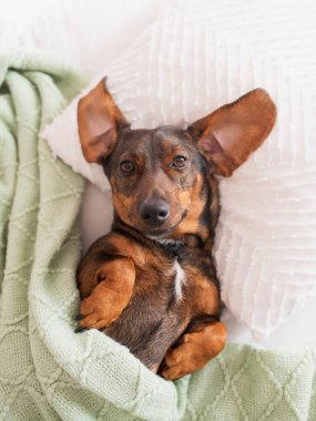 Şirin kahverengi dachshund yastığa uzanır ve kameraya bakar..